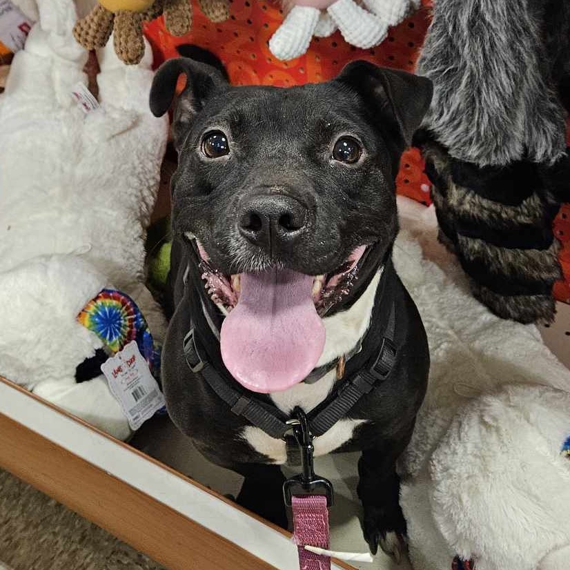 Enlarge Archer, a Adoptable mixed breed in Fredericksburg, VA image 3/5