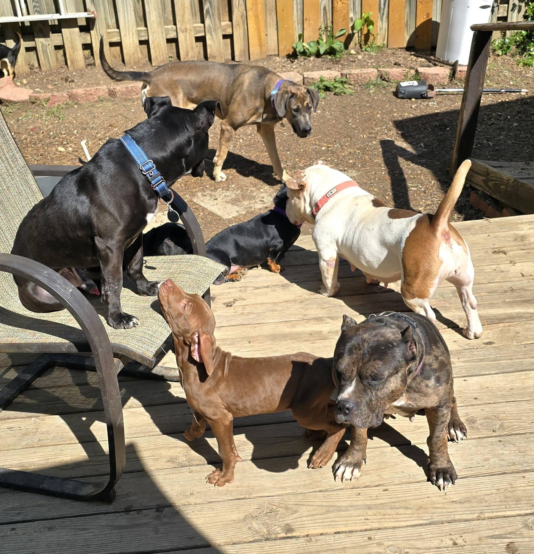 Enlarge Archer, a Adoptable mixed breed in Fredericksburg, VA image 6/6