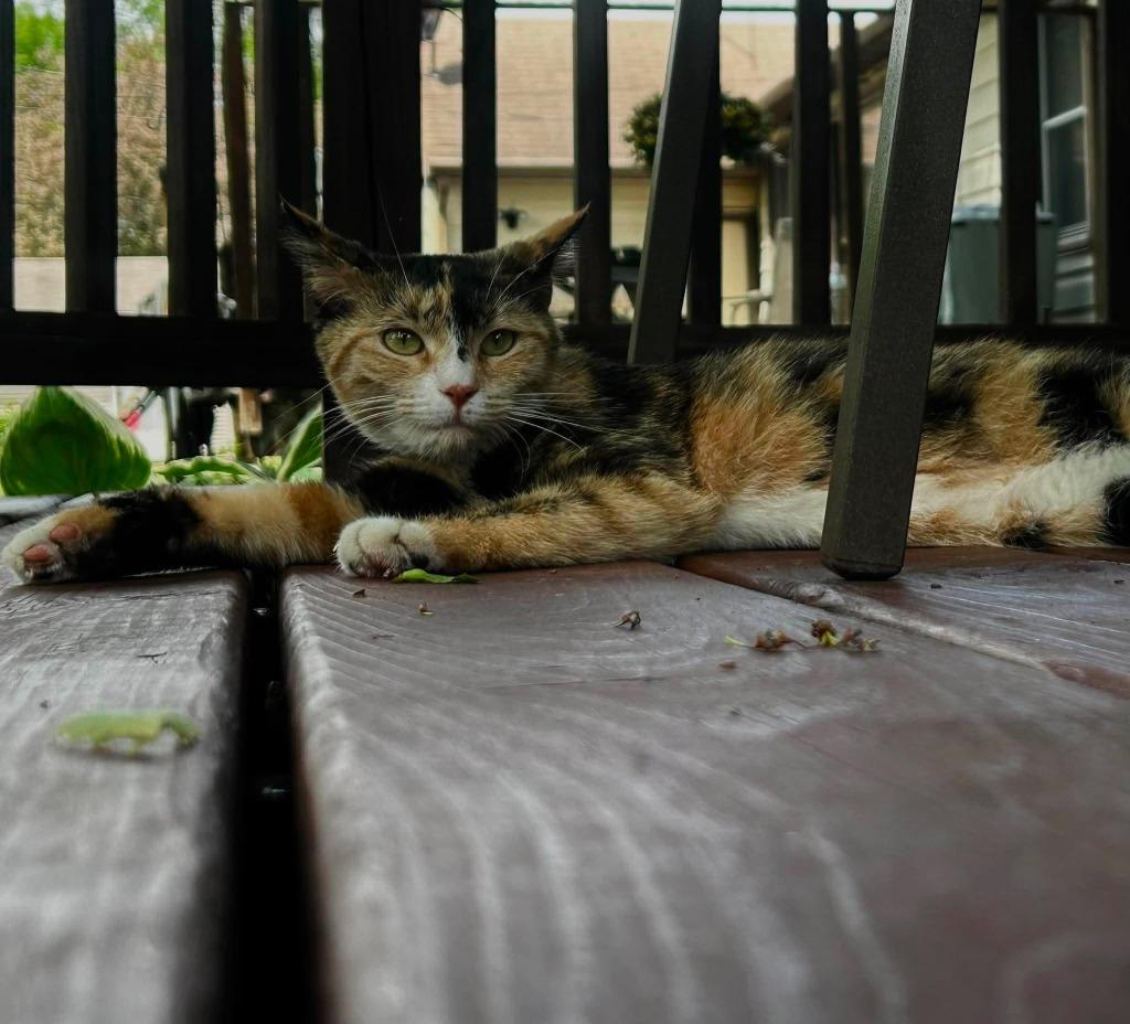 Cindy Lou, Adoptable, Kitten Female Domestic Short Hair.