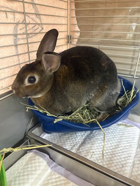 FLOSSY, Adoptable, Senior Female Rex.