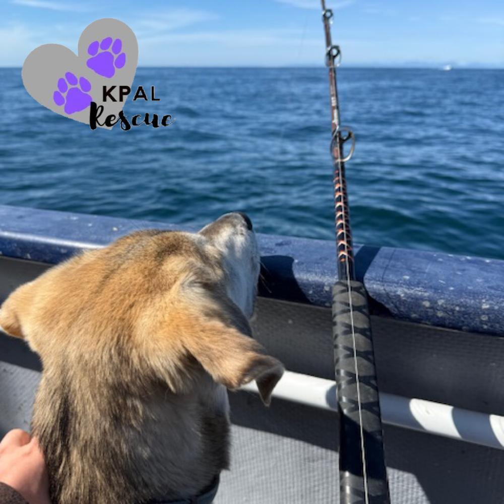 Dakota - States Litter, Adoptable, Young Male Mixed Breed & Mixed Breed.