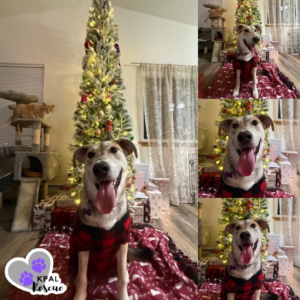 Enlarge Dakota - States Litter, a Adoptable mixed breed in Kenai, AK image 2/6