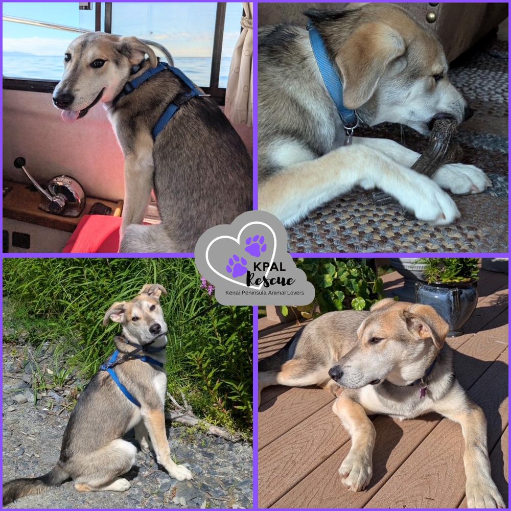 Enlarge Dakota - States Litter, a Adoptable mixed breed in Kenai, AK image 3/6