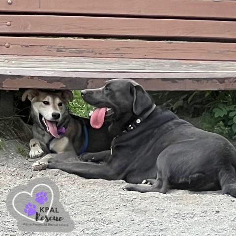 Enlarge Dakota - States Litter, a Adoptable mixed breed in Kenai, AK image 4/6
