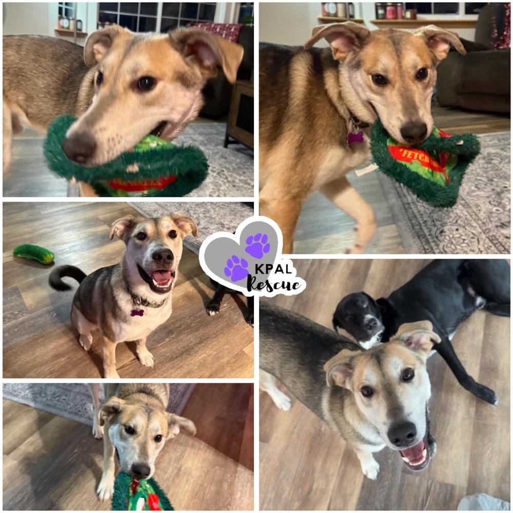 Enlarge Dakota - States Litter, a Adoptable mixed breed in Kenai, AK image 5/6