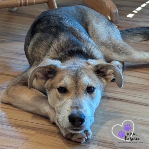 Enlarge Dakota - States Litter, a Adoptable mixed breed in Kenai, AK image 6/6