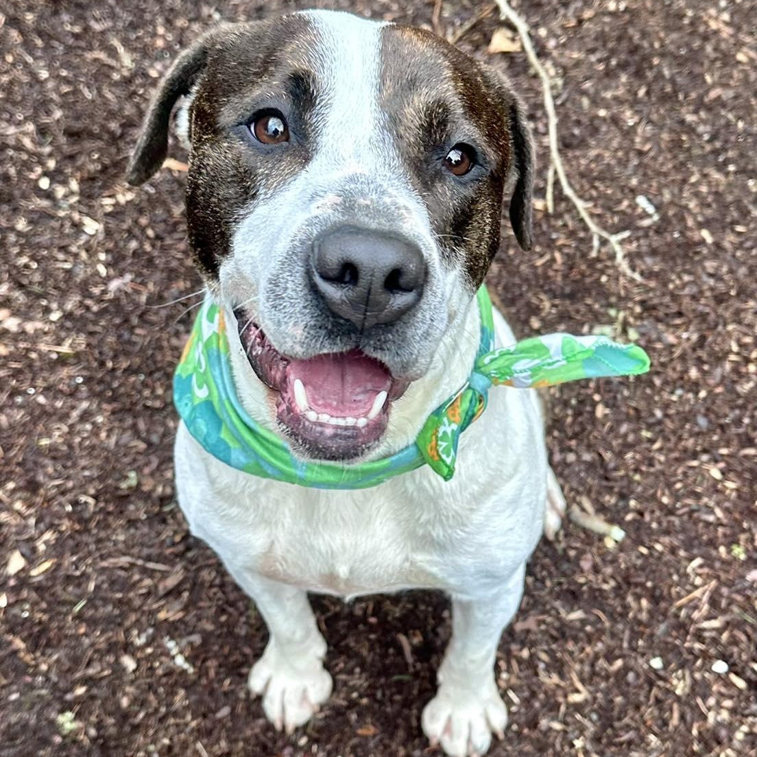 Parker, Adoptable, Young Male Pit Bull Terrier & Cattle Dog.