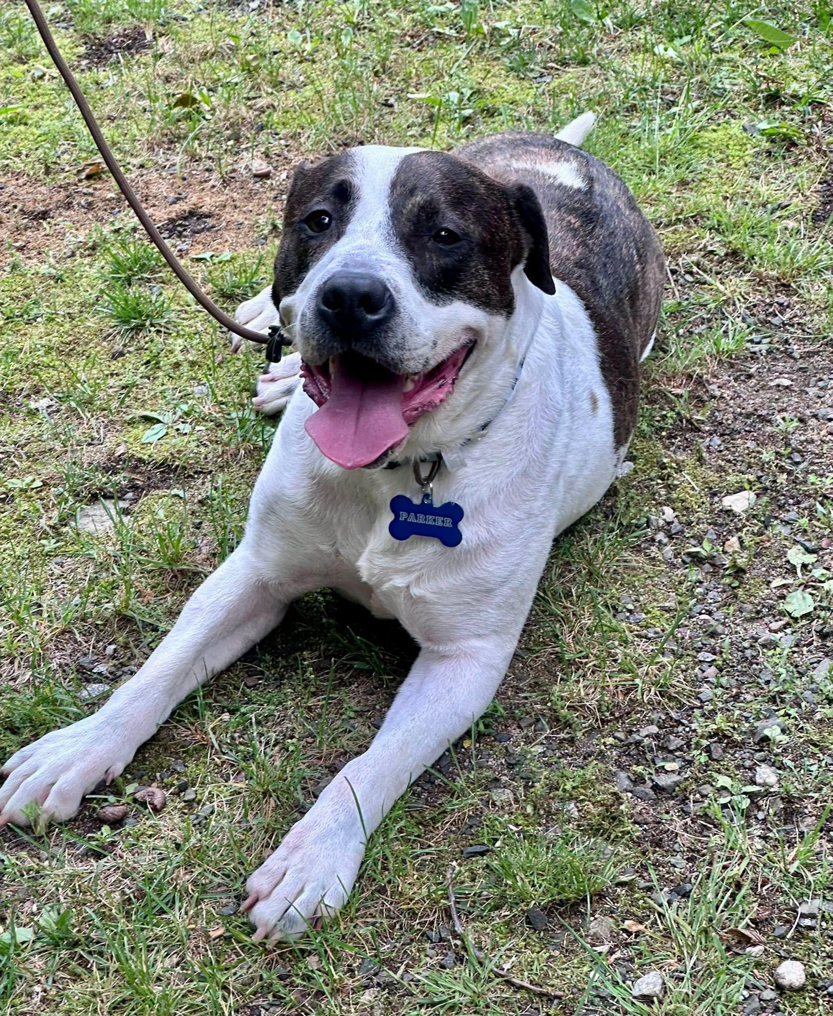 Parker, a Adoptable mixed breed in Vernon, NJ image 5/6
