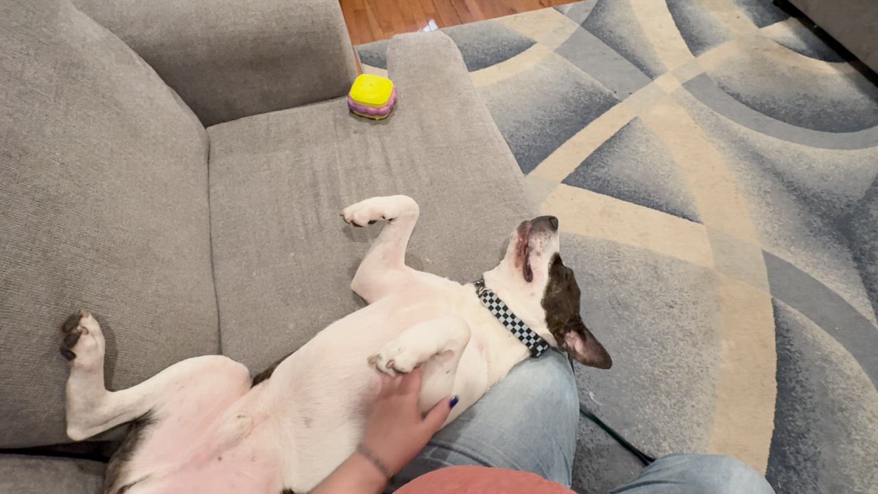 Enlarge Parker, a Adoptable mixed breed in Vernon, NJ video 6/6