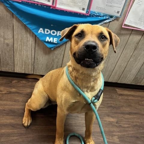 Renee, Adult Female Black Mouth Cur