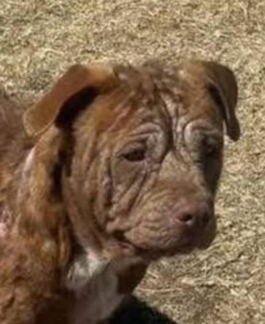 Enlarge Stevie, a Adoptable Shar-Pei in Scottsdale, AZ image 1/1