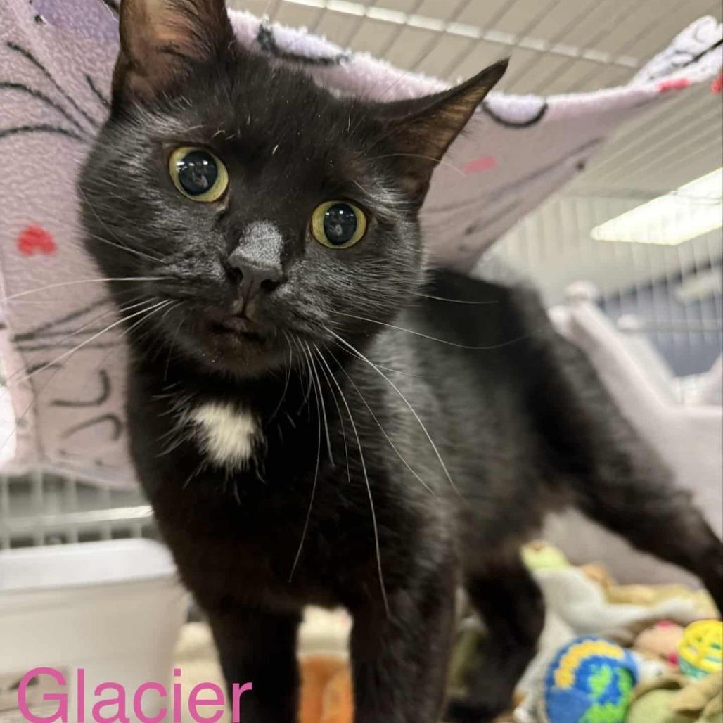 Enlarge Glacier, a Adoptable Domestic Short Hair in Richmond, IN image 1/1