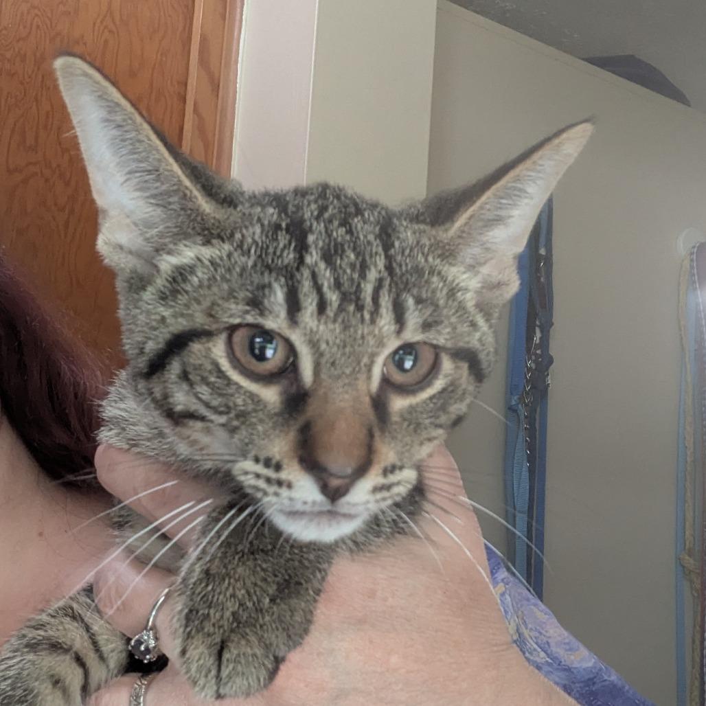 Nevada, a Adoptable Domestic Short Hair in Standish, MI image 2/2