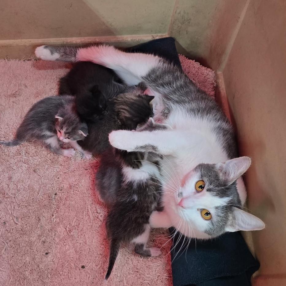 Enlarge Nevada, a Adoptable Domestic Short Hair in Standish, MI image 2/2