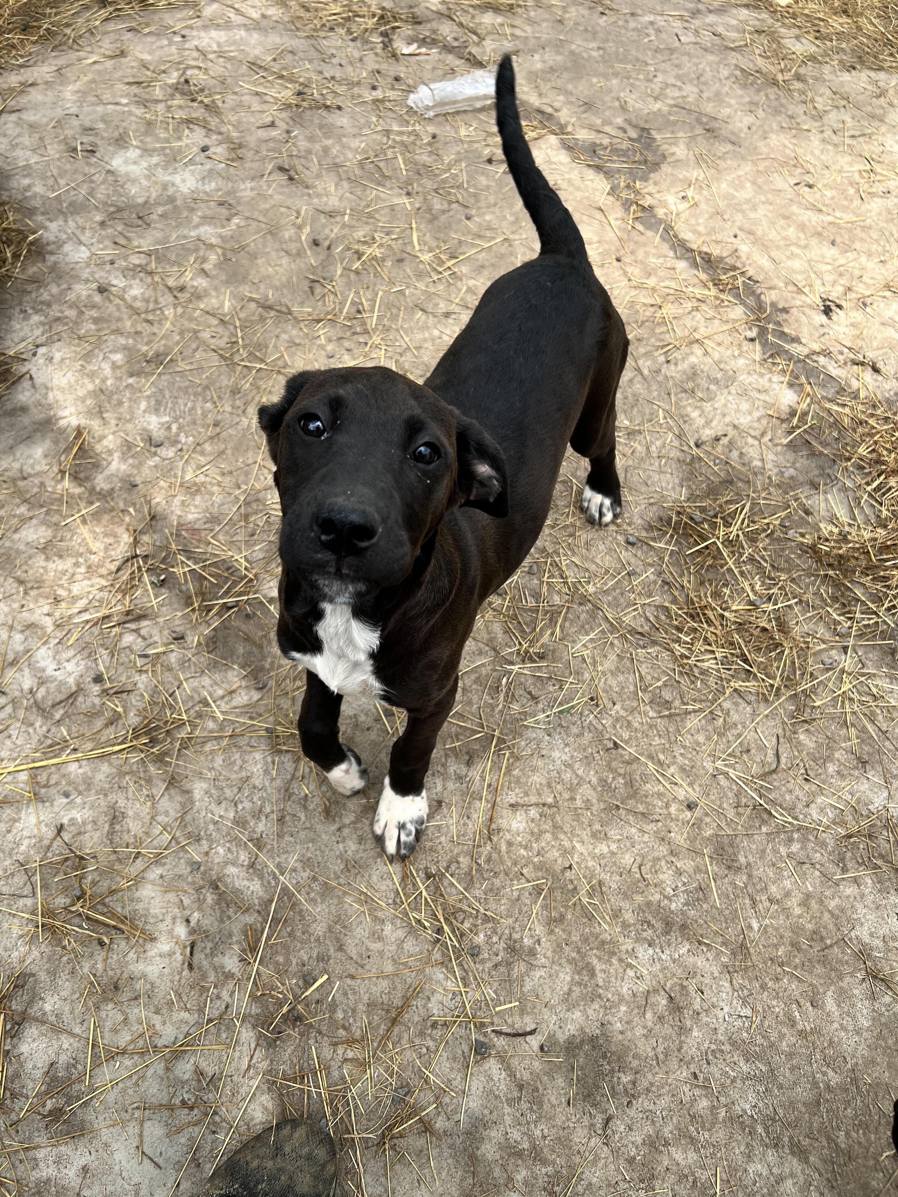 Enlarge Corina, a Adoptable mixed breed in Tracy City , TN image 1/3