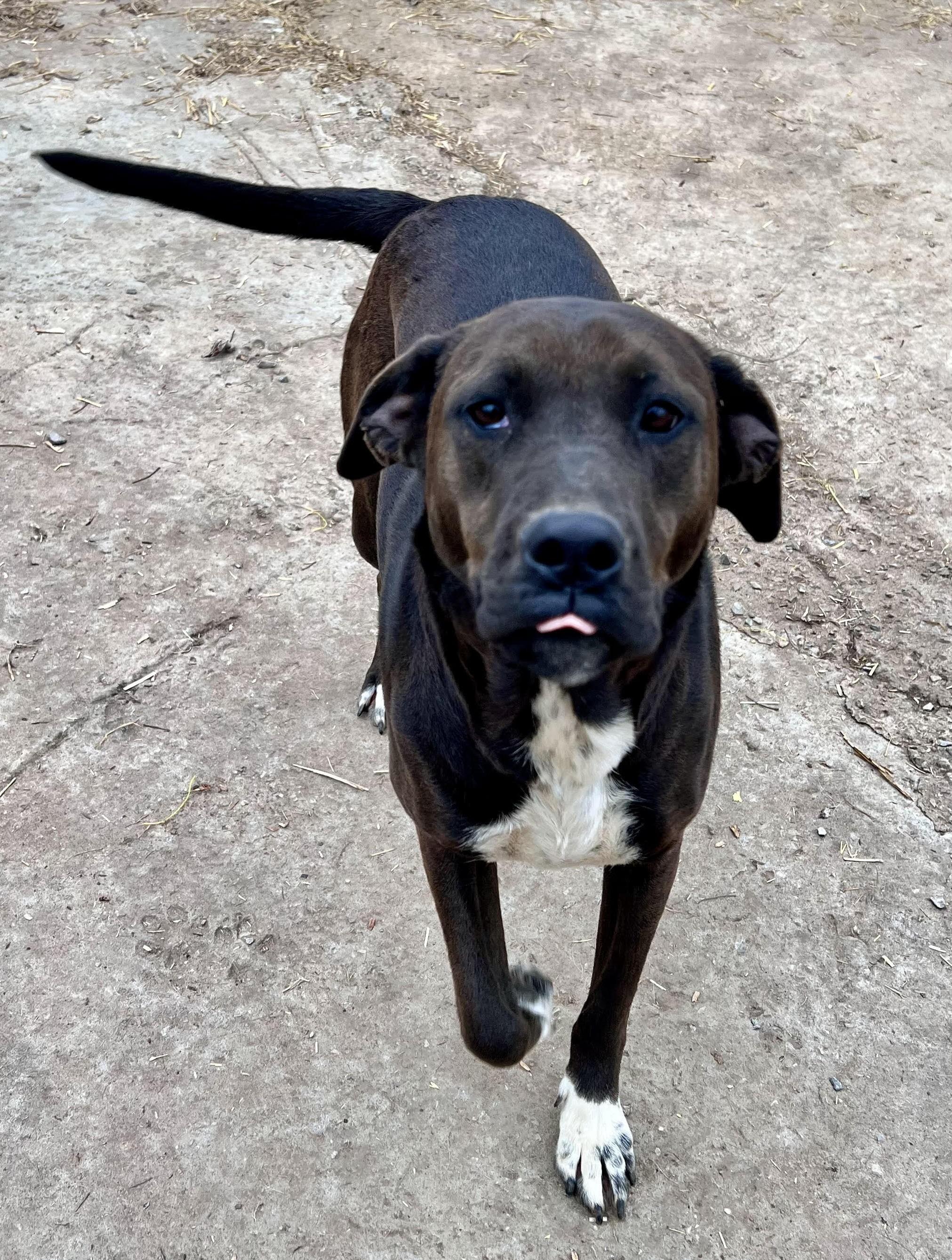 Corina, a Adoptable mixed breed in Tracy City , TN image 1/3