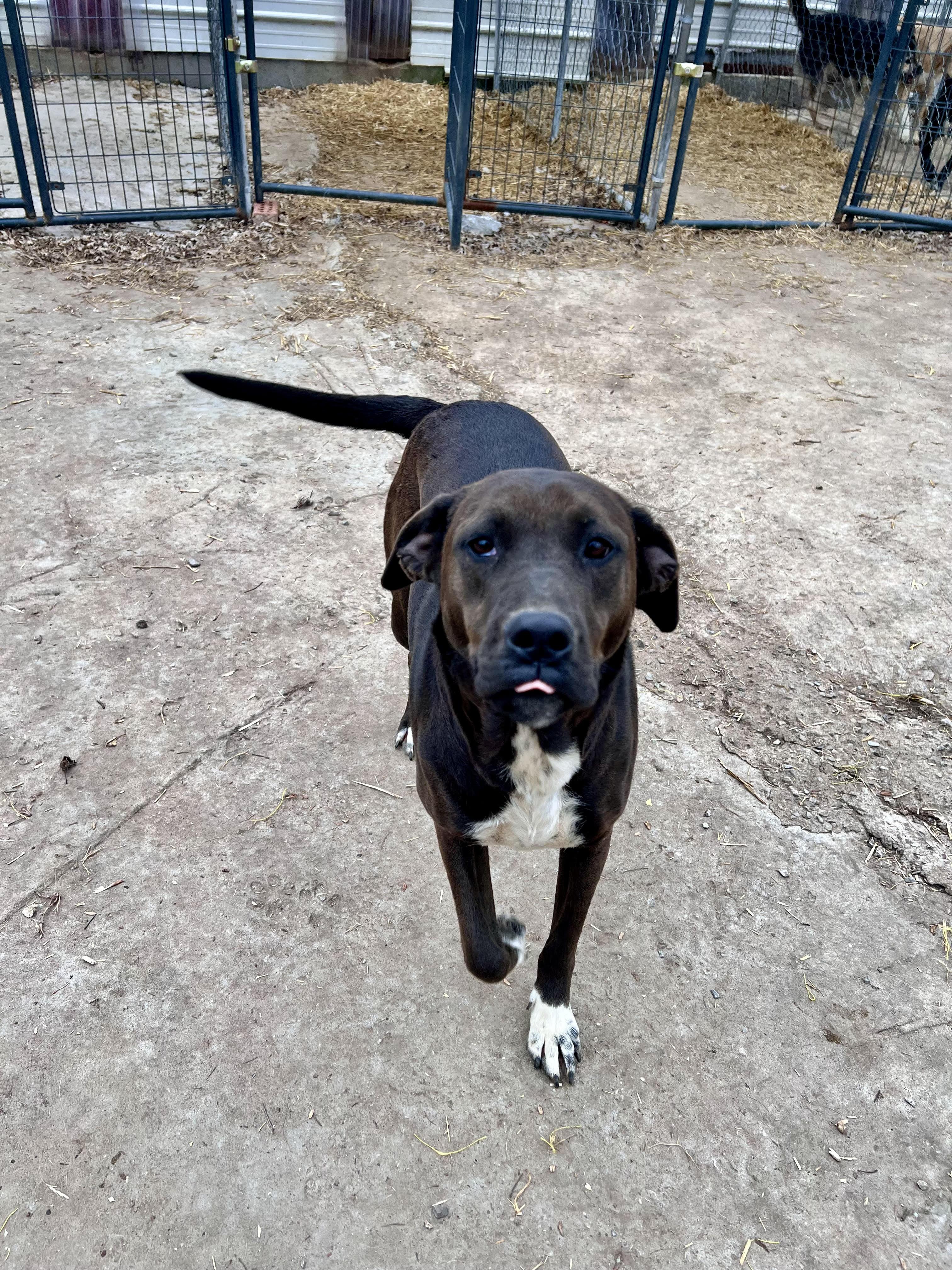 Enlarge Corina, a Adoptable mixed breed in Tracy City , TN image 2/3