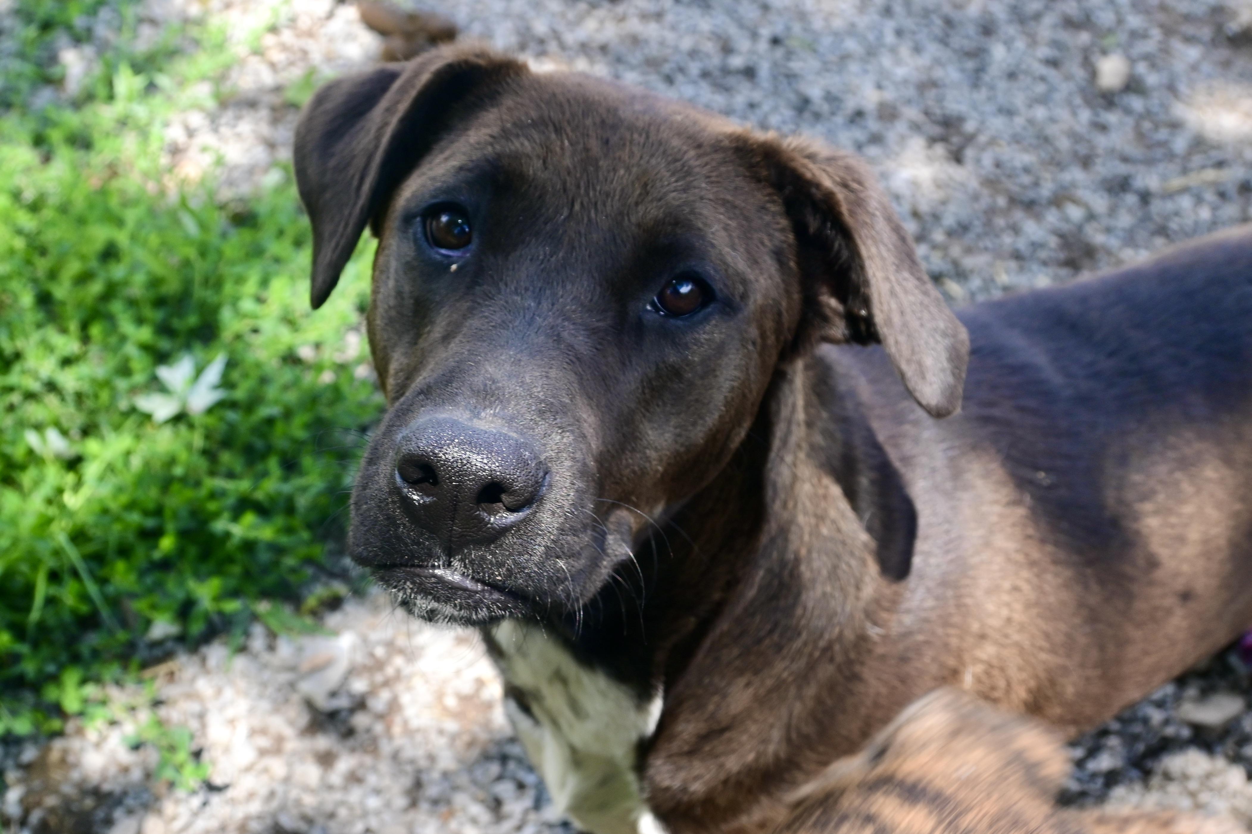 Corina, Adoptable, Adult Female Labrador Retriever & Boxer.