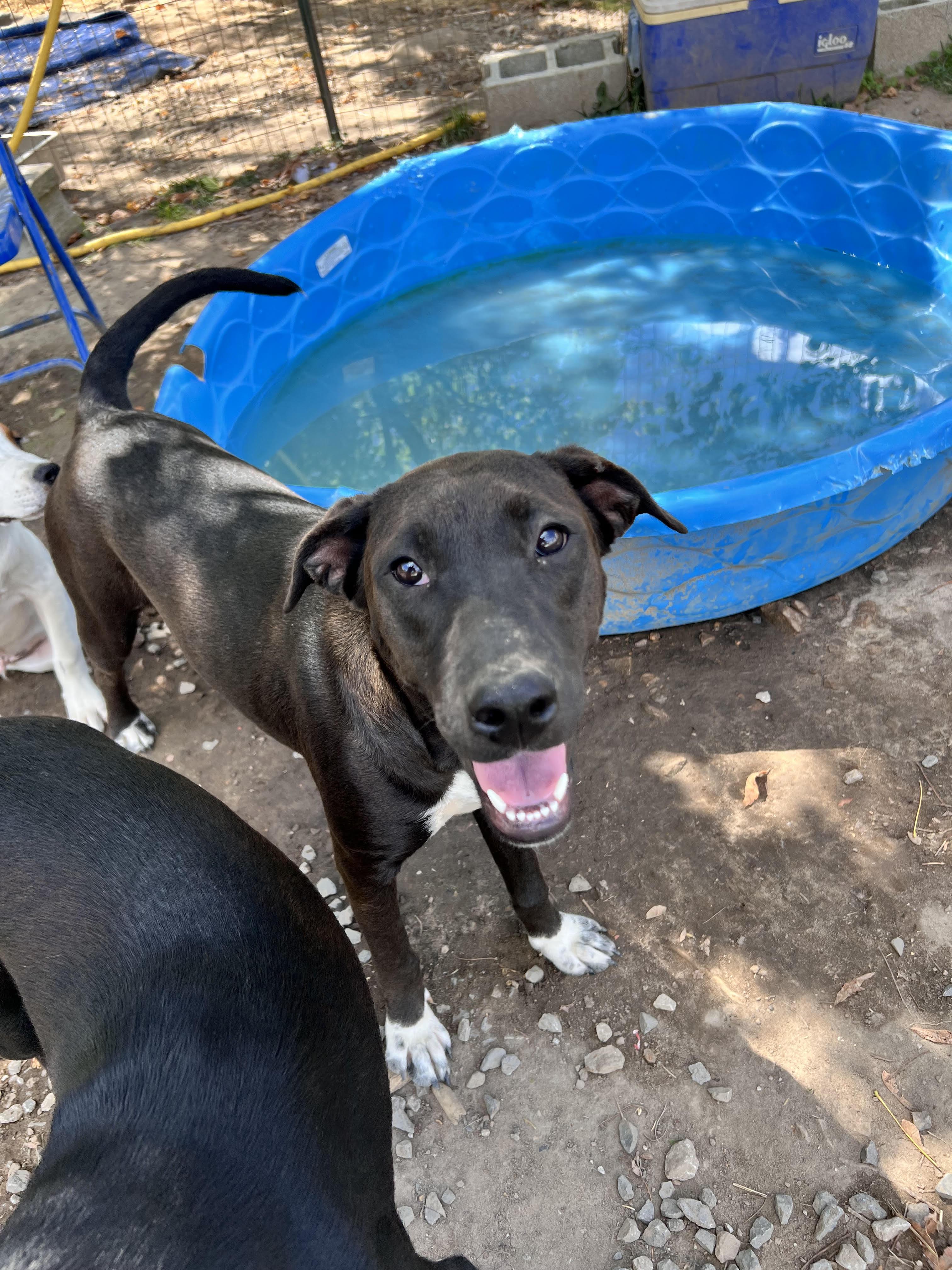 Enlarge Corina, a Adoptable mixed breed in Tracy City , TN image 3/3