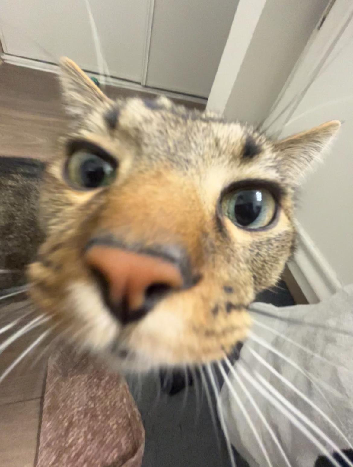 Momo, a Adoptable mixed breed in Albuquerque, NM image 3/6