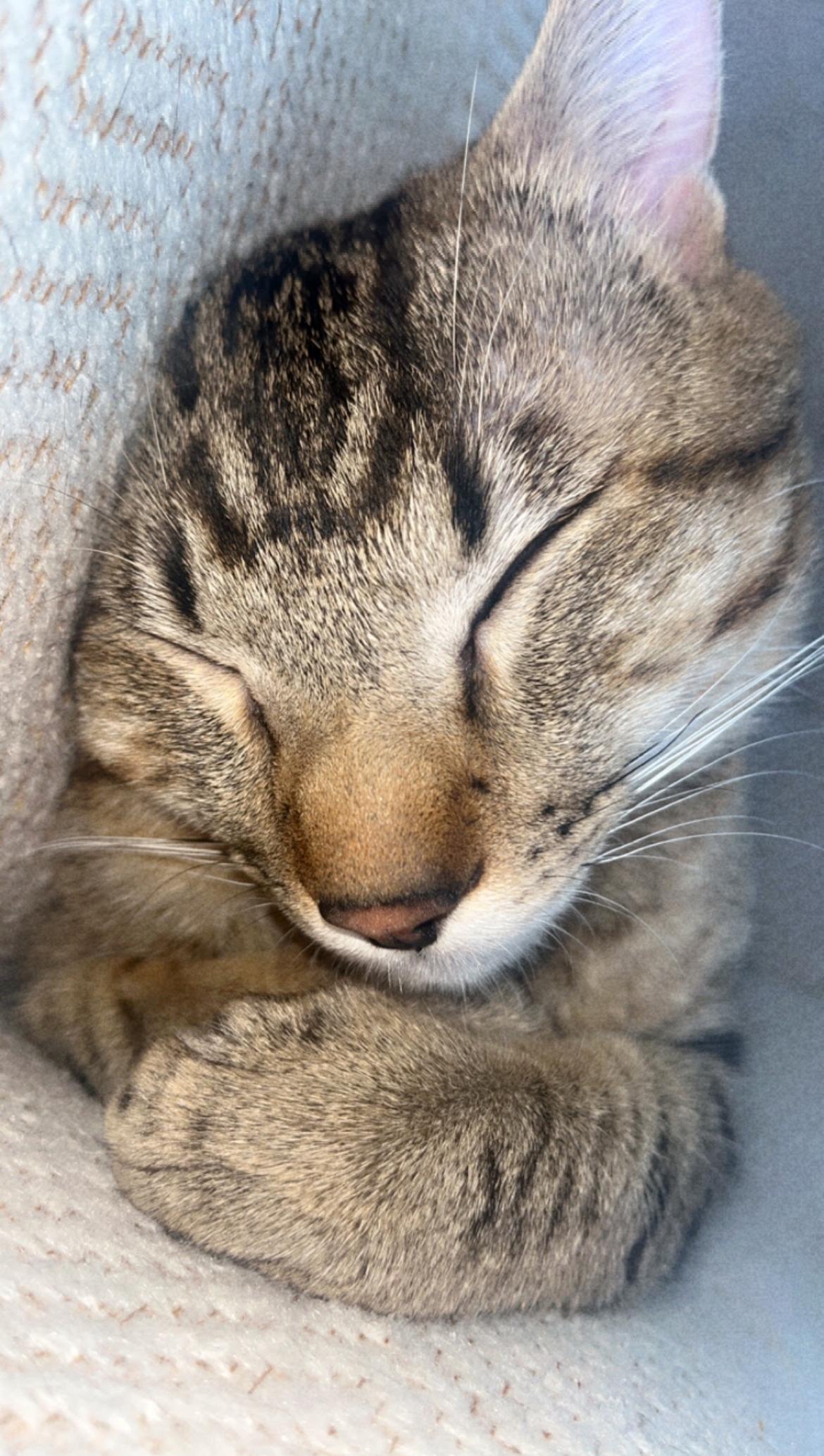 Momo, a Adoptable mixed breed in Albuquerque, NM image 4/6