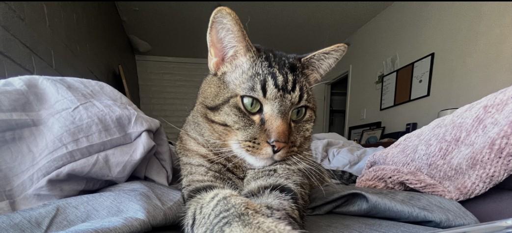 Momo, a Adoptable mixed breed in Albuquerque, NM image 2/6