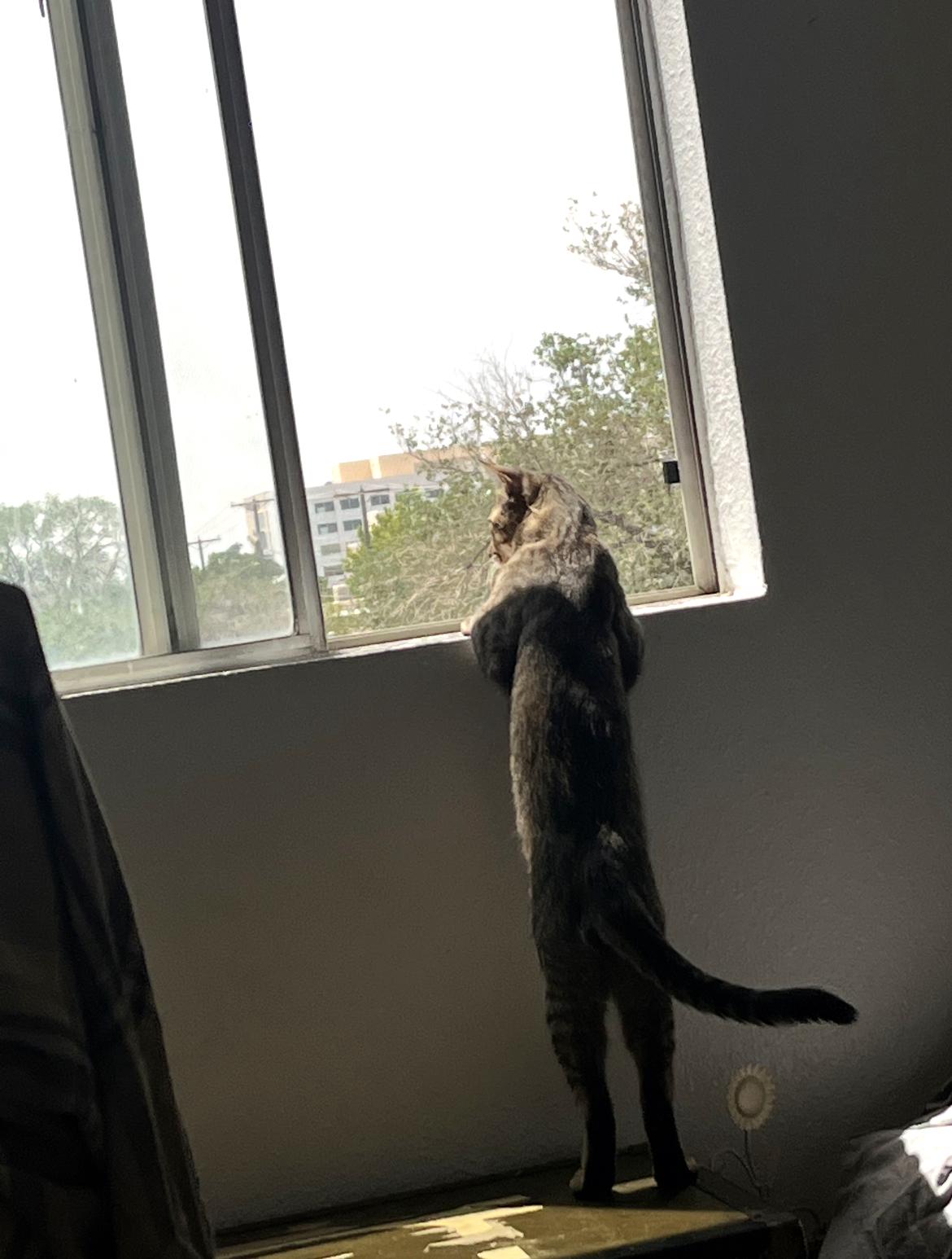 Momo, a Adoptable mixed breed in Albuquerque, NM image 5/6