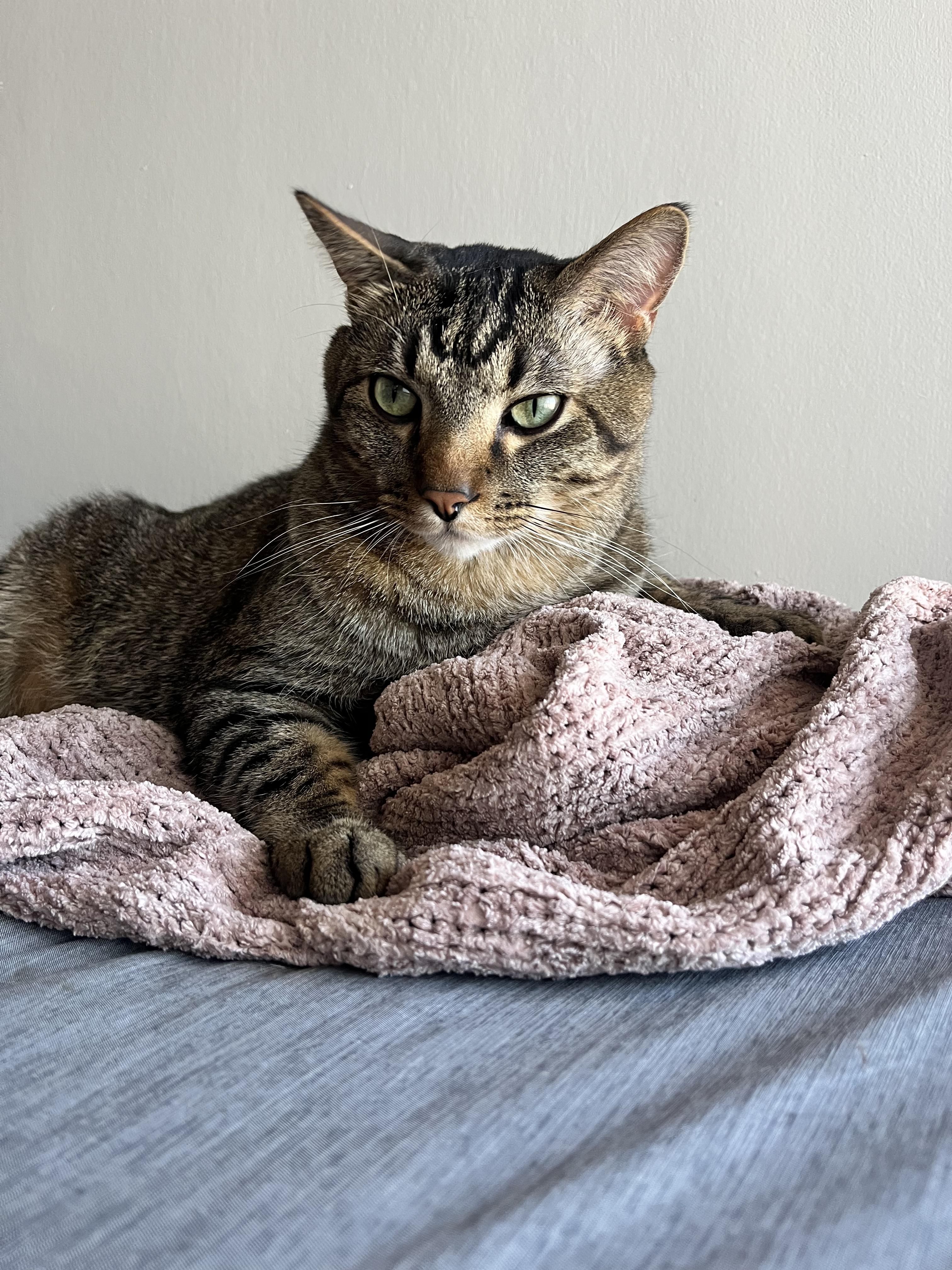 Momo, a Adoptable mixed breed in Albuquerque, NM image 6/6