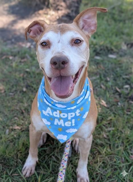 Enlarge REGGIE, a Adoptable Mixed Breed in Jacksonville, FL image 1/1