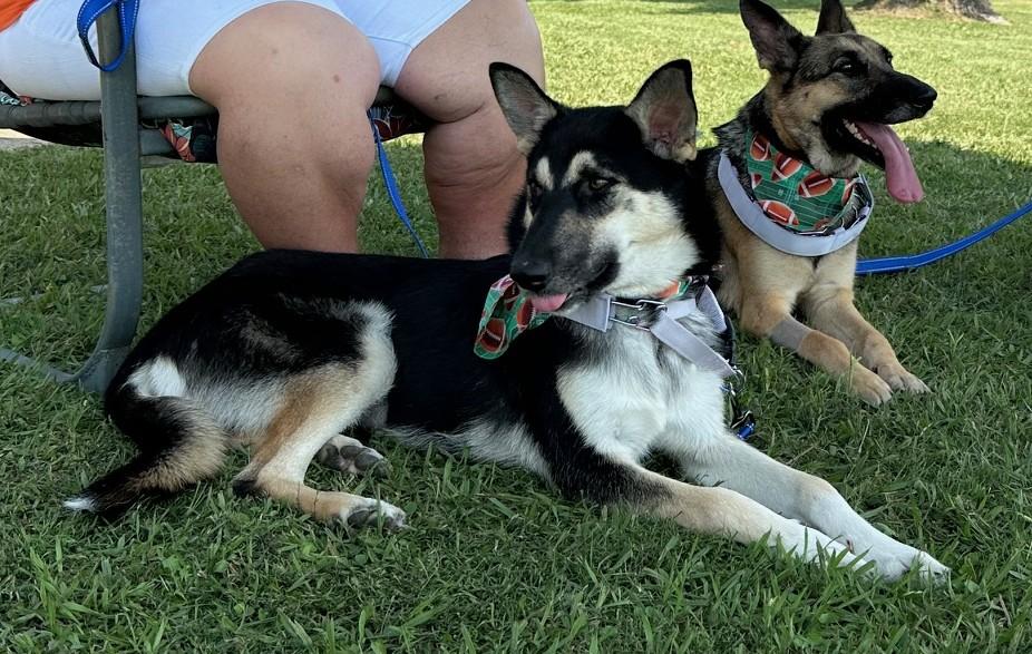 Enlarge Thelma, a Adoptable German Shepherd Dog in Dallas, TX image 1/4