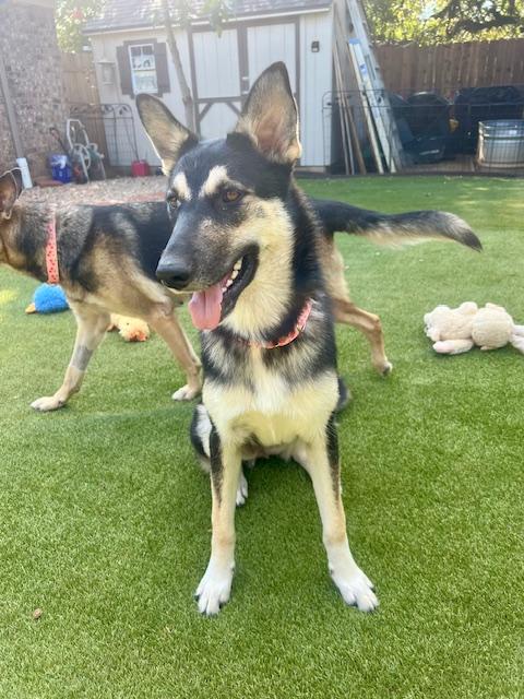 Enlarge Thelma, a Adoptable German Shepherd Dog in Dallas, TX image 2/4