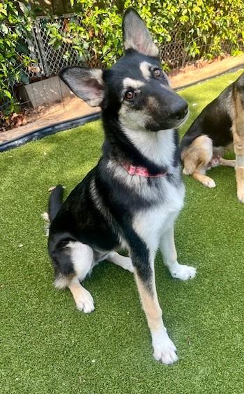 Enlarge Thelma, a Adoptable German Shepherd Dog in Dallas, TX image 3/4