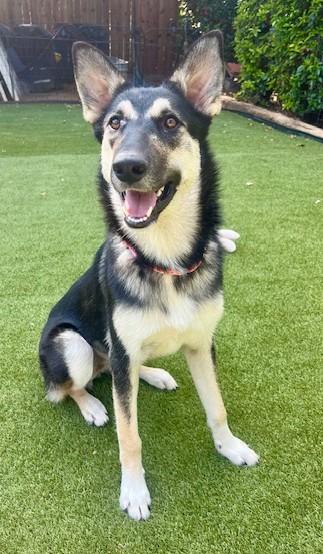 Enlarge Thelma, a Adoptable German Shepherd Dog in Dallas, TX image 4/4