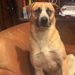 Enlarge Billy, a Adoptable mixed breed in Tupelo, MS image 1/6