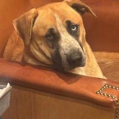 Enlarge Billy, a Adoptable mixed breed in Tupelo, MS image 1/6