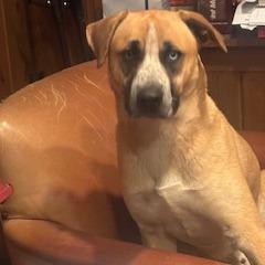 Enlarge Billy, a Adoptable mixed breed in Tupelo, MS image 2/6