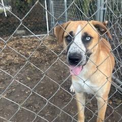 Enlarge Billy, a Adoptable mixed breed in Tupelo, MS image 3/6