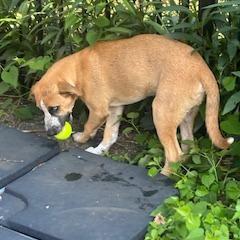 Enlarge Billy, a Adoptable mixed breed in Tupelo, MS image 4/6