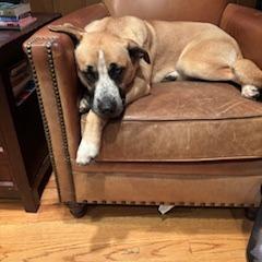 Enlarge Billy, a Adoptable mixed breed in Tupelo, MS image 5/6