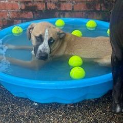 Enlarge Billy, a Adoptable mixed breed in Tupelo, MS image 6/6