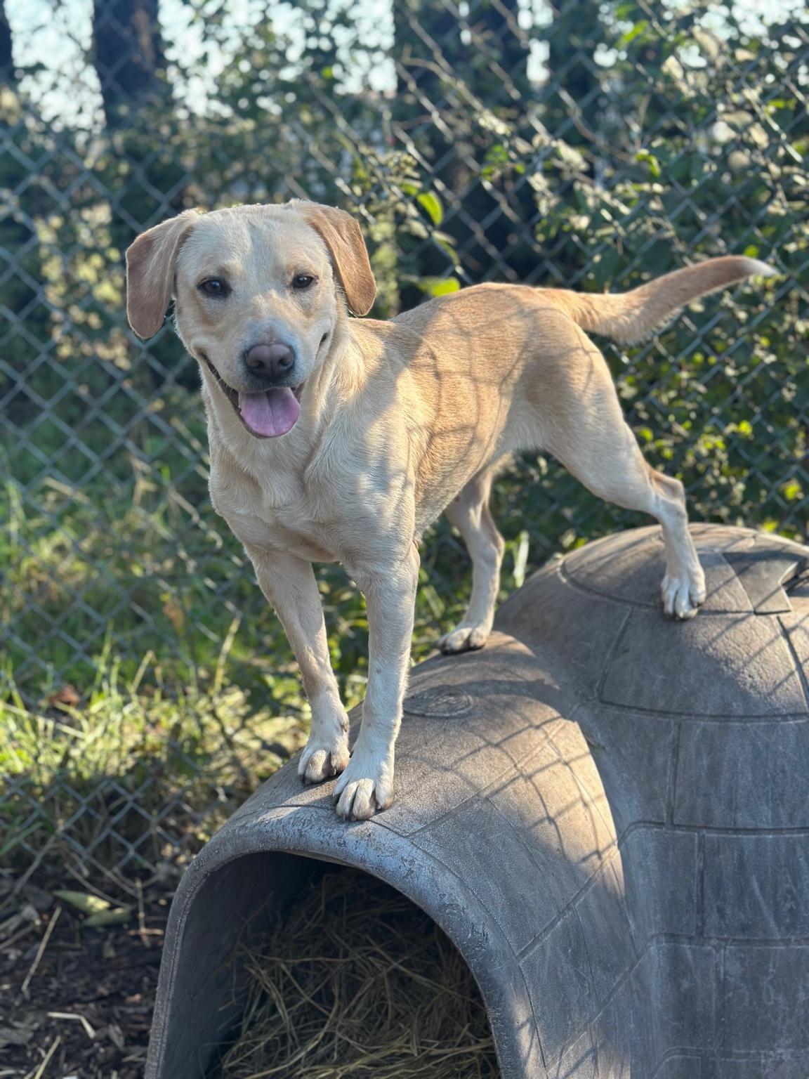 Bindi, Adoptable, Adult Female Yellow Labrador Retriever.