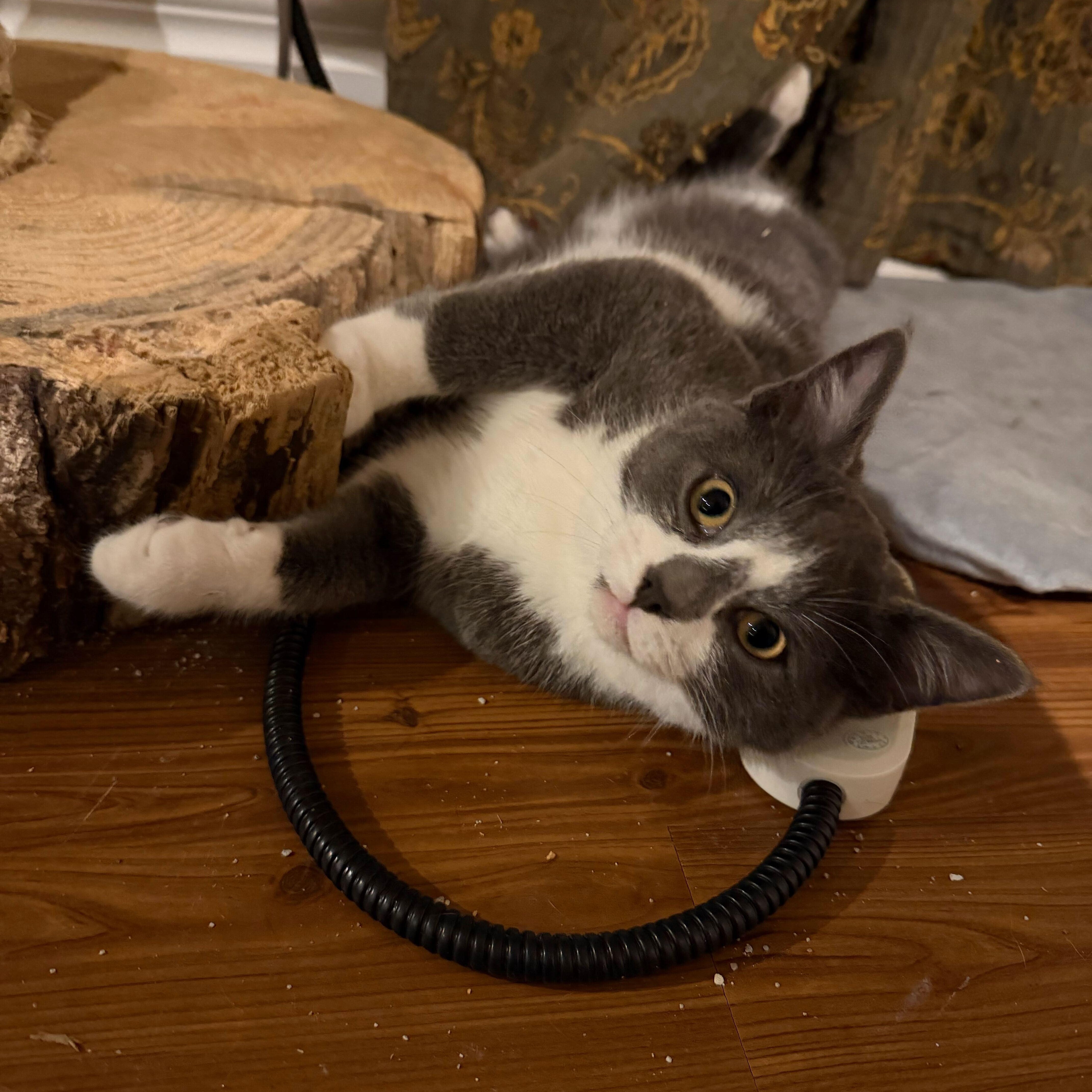 Enlarge Lucky, an adopted Domestic Short Hair in Wakefield, QC image 1/1