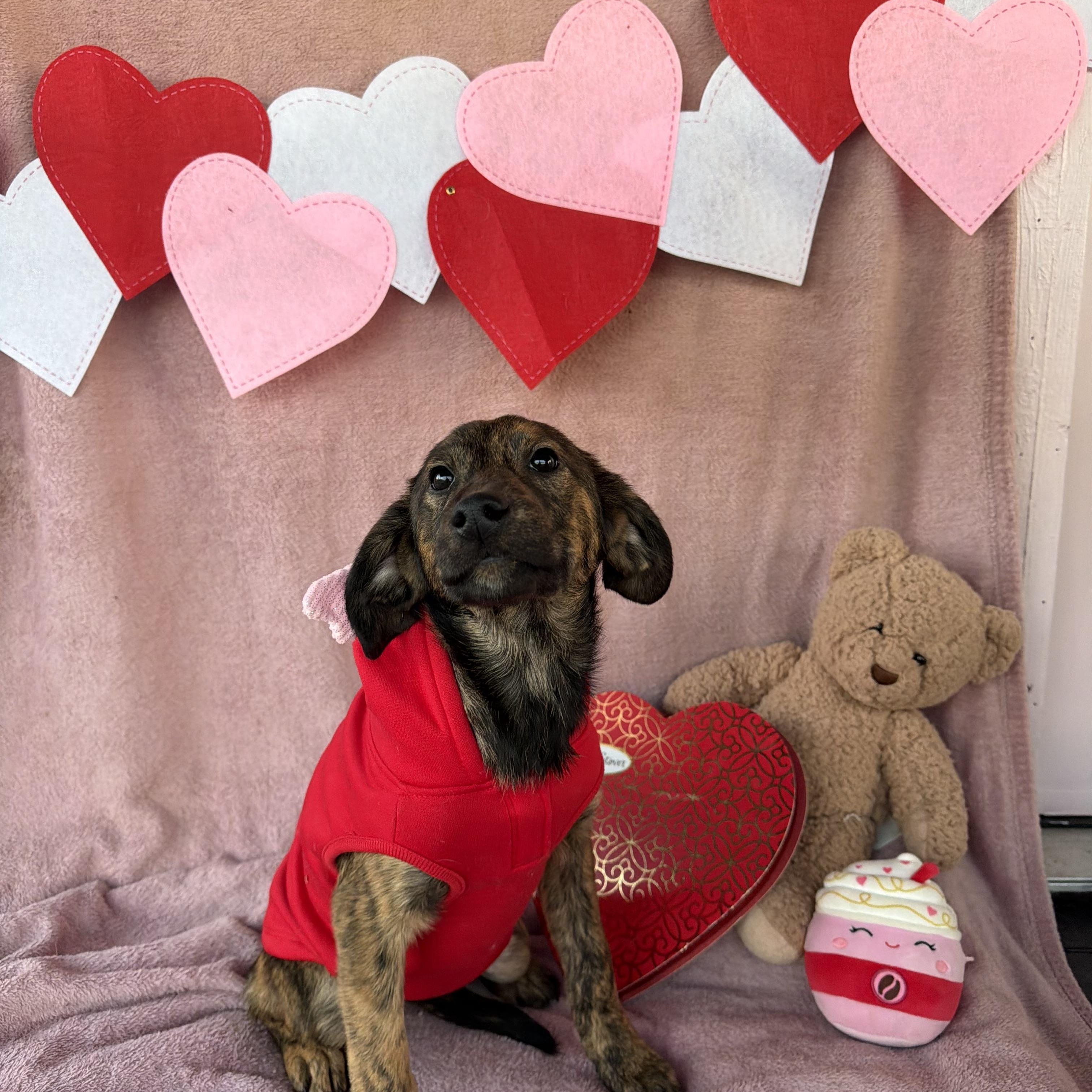 Enlarge Karen, an adopted mixed breed in Smyrna, TN image 2/2