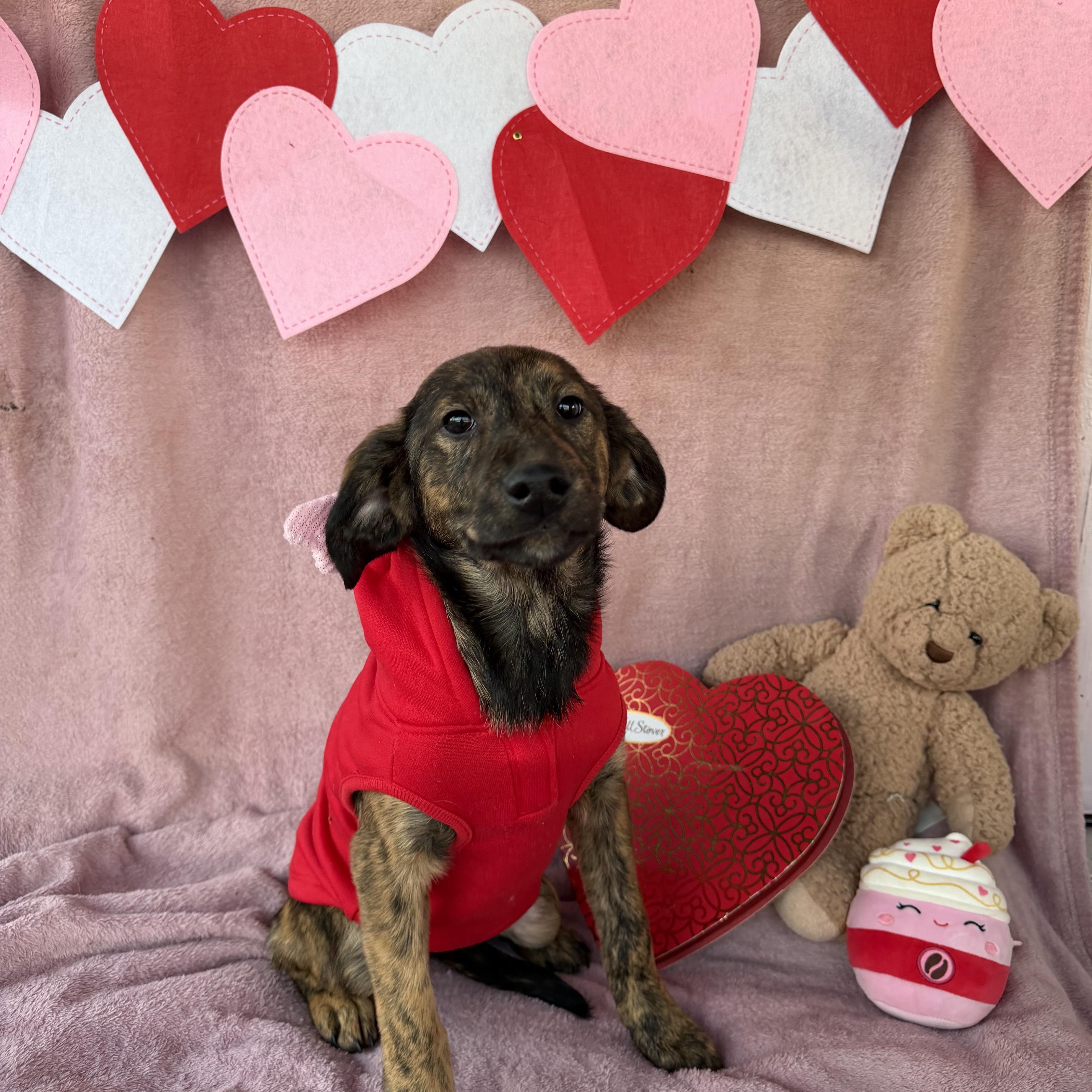 Enlarge Karen, an adopted mixed breed in Smyrna, TN image 1/2