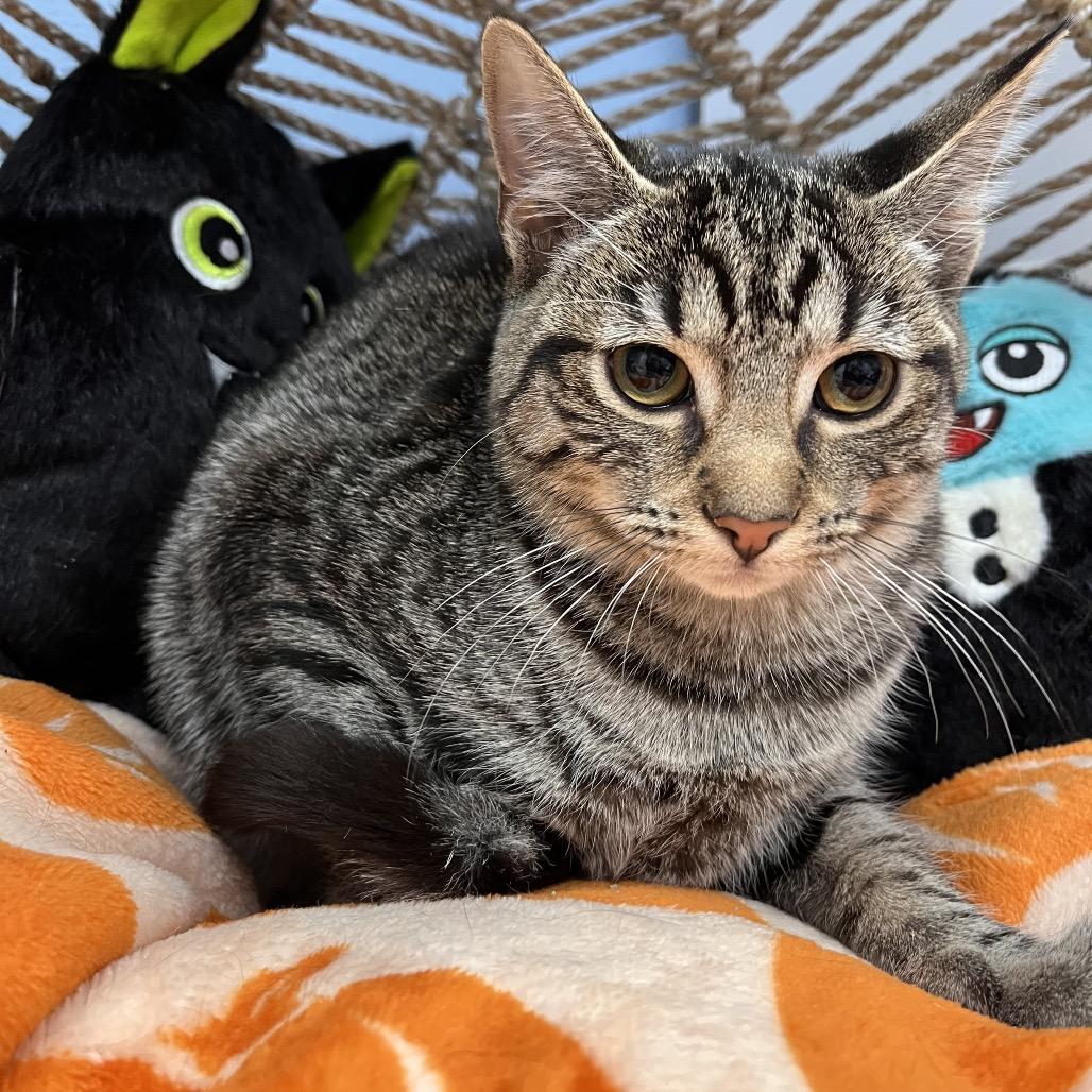 Chicken Tortilla (rainbow collar), Adoptable, Kitten Female Domestic Short Hair.