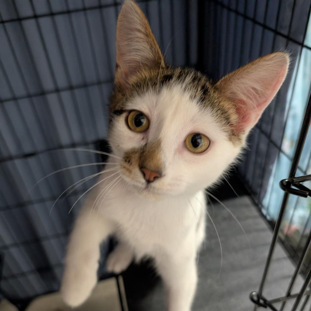 Enlarge Lucifer, a Adoptable Domestic Short Hair in Blair, WI image 2/2