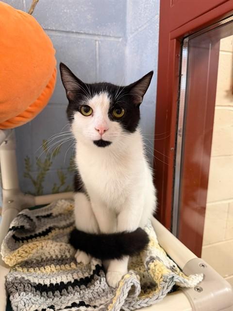 HOLMES, Adoptable, Young Male Domestic Short Hair.
