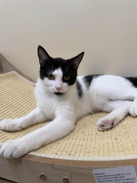 HOLMES, Adoptable, Young Male Domestic Short Hair.