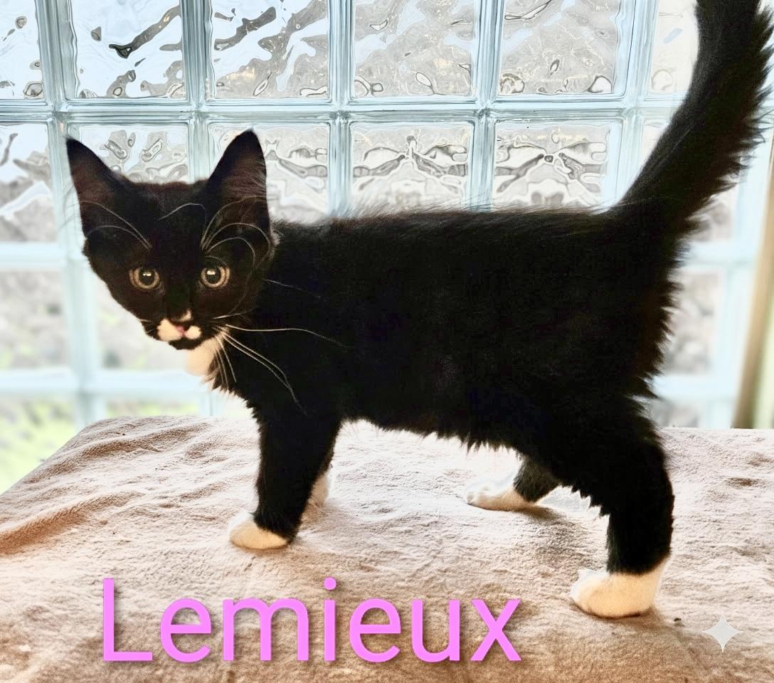 LeMieux - North Conroe Petsmart , adopted, Kitten Male Domestic Long Hair.