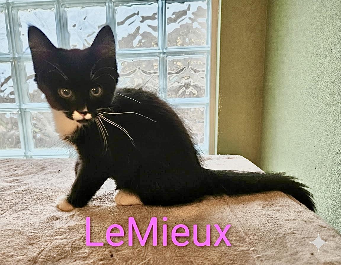 LeMieux - North Conroe Petsmart , an adopted Domestic Long Hair in Conroe, TX image 2/2